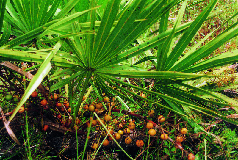 Dwarf palm — benefits for men